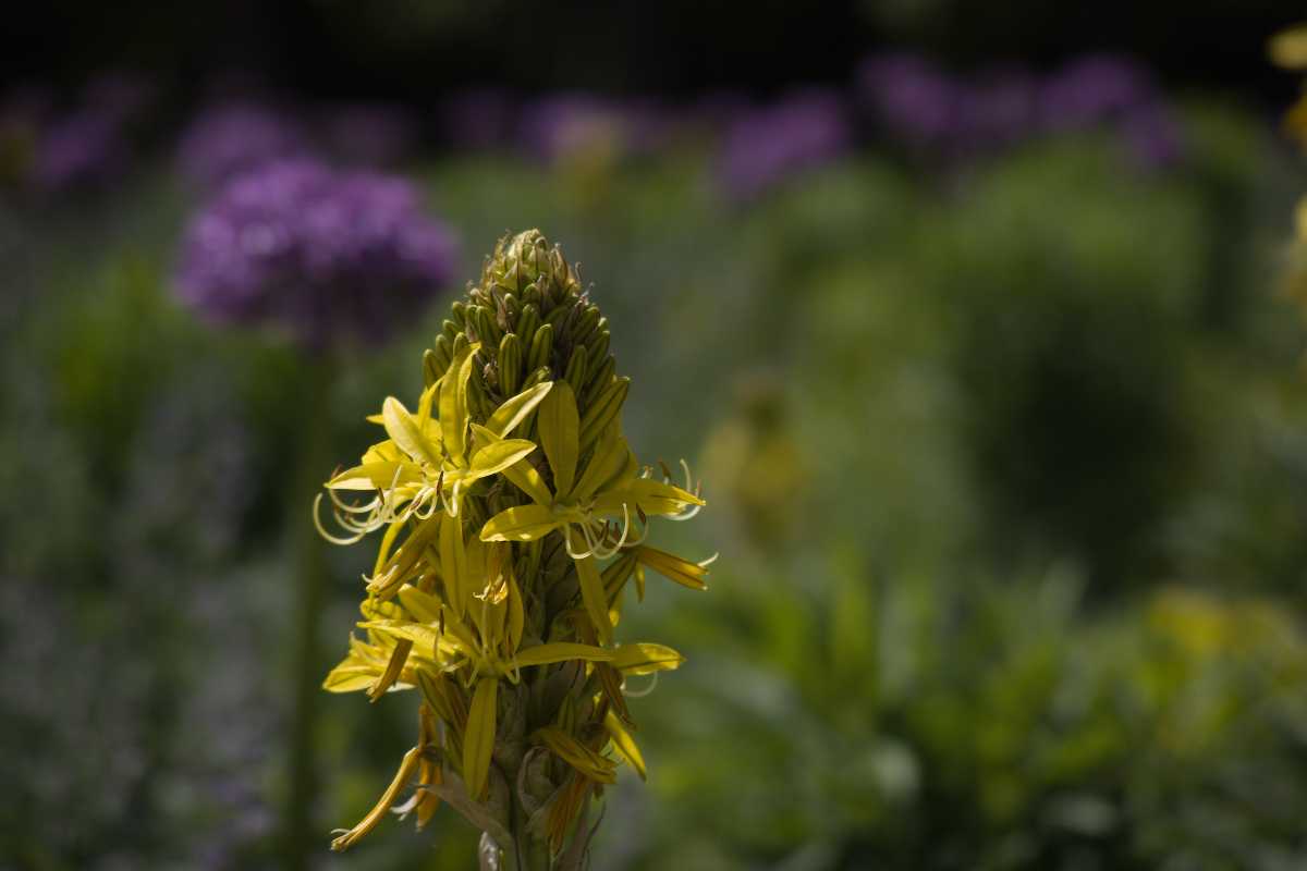 A flower