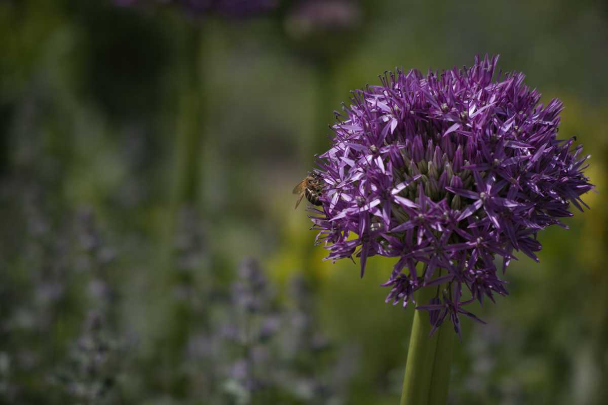 A flower
