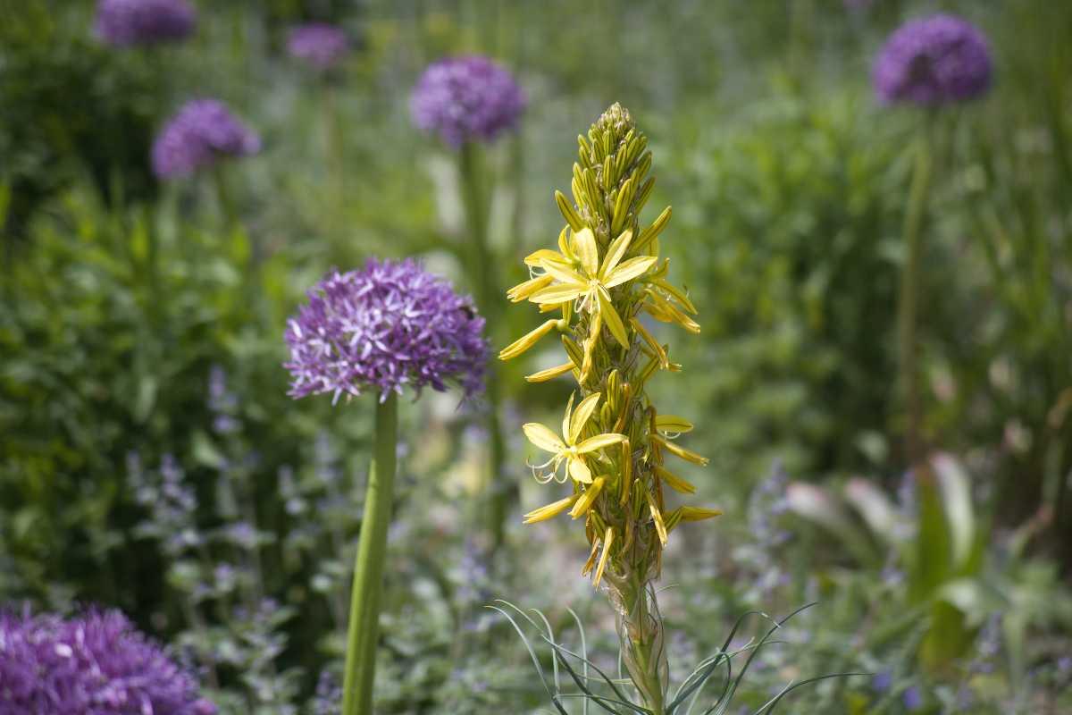 A flower