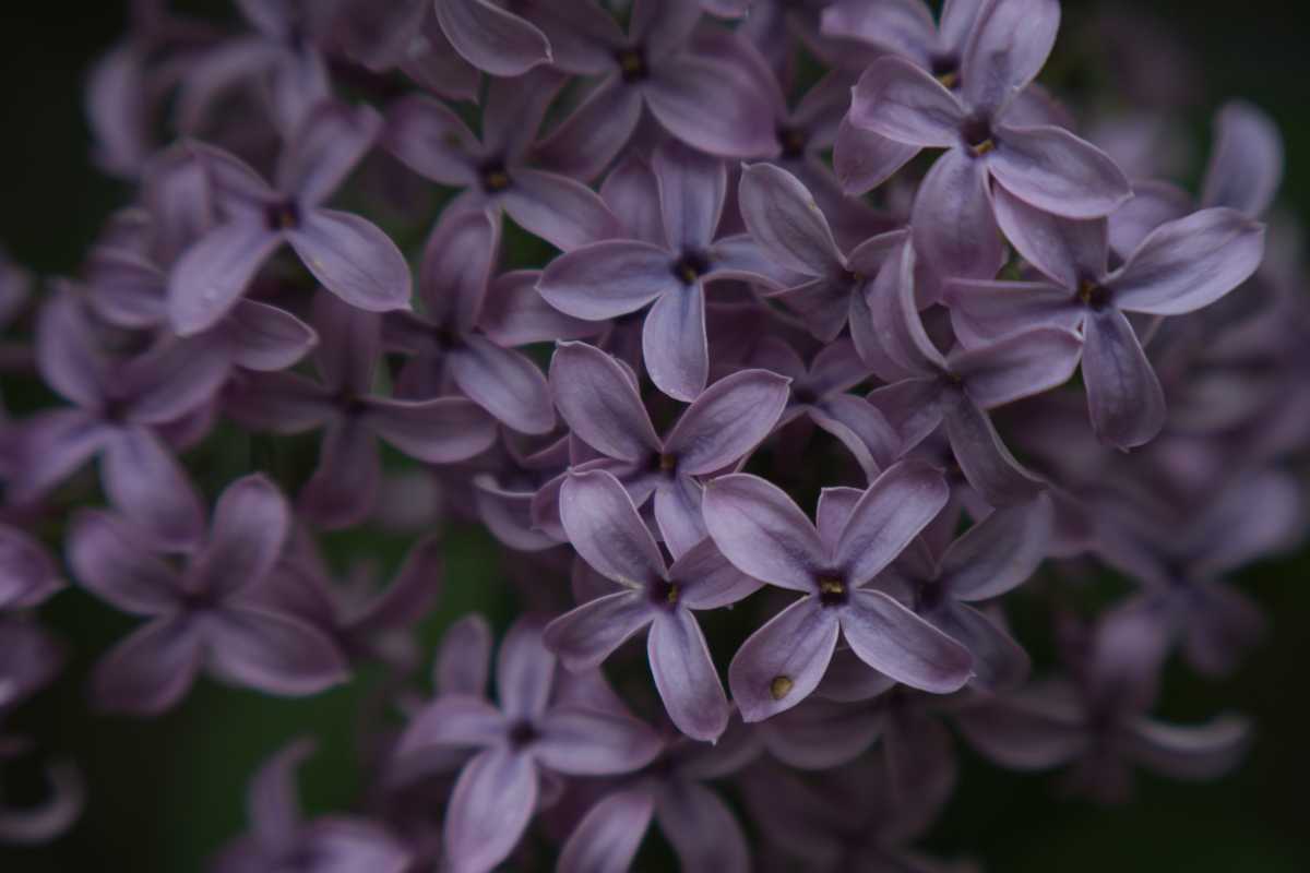 A flower