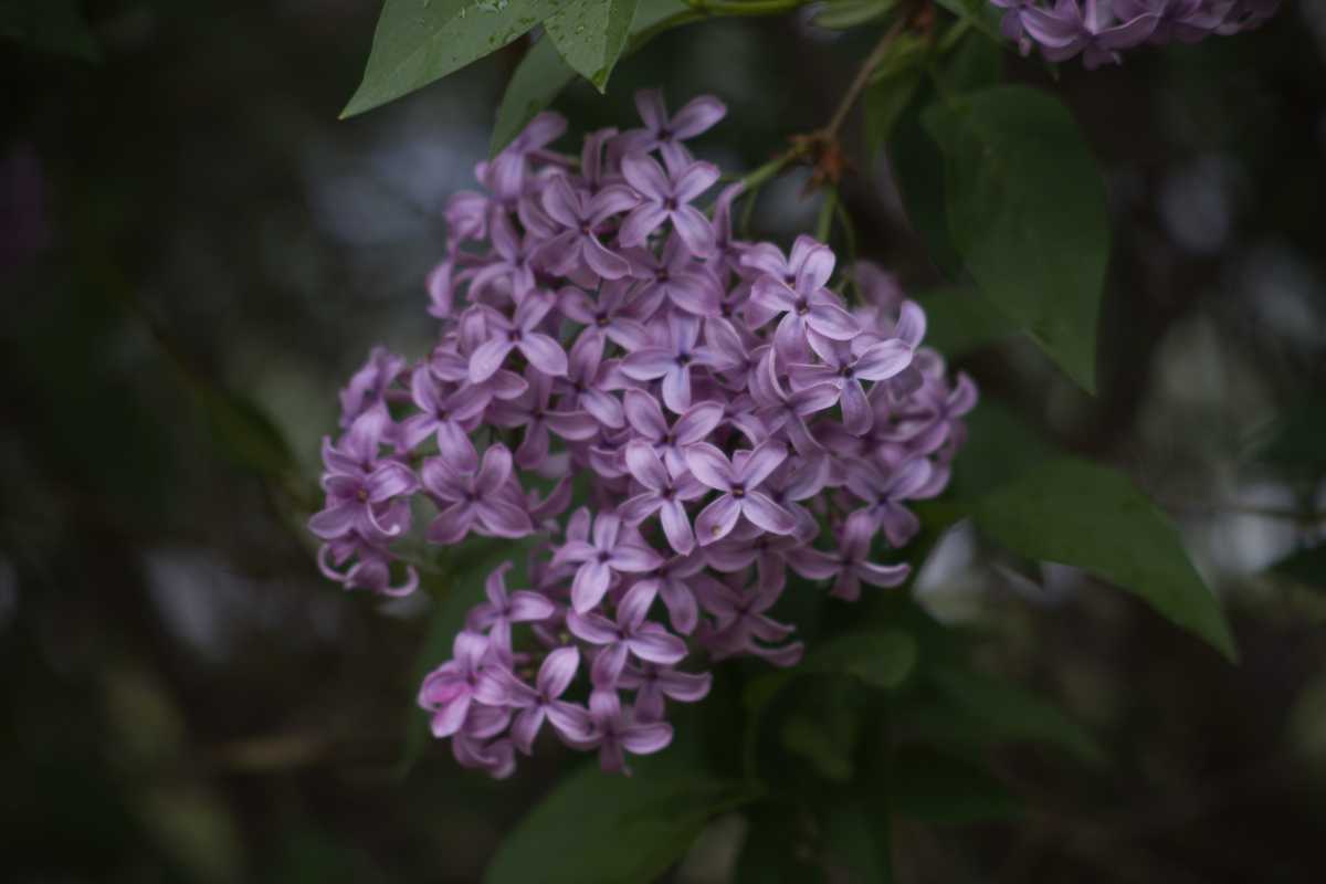 A flower