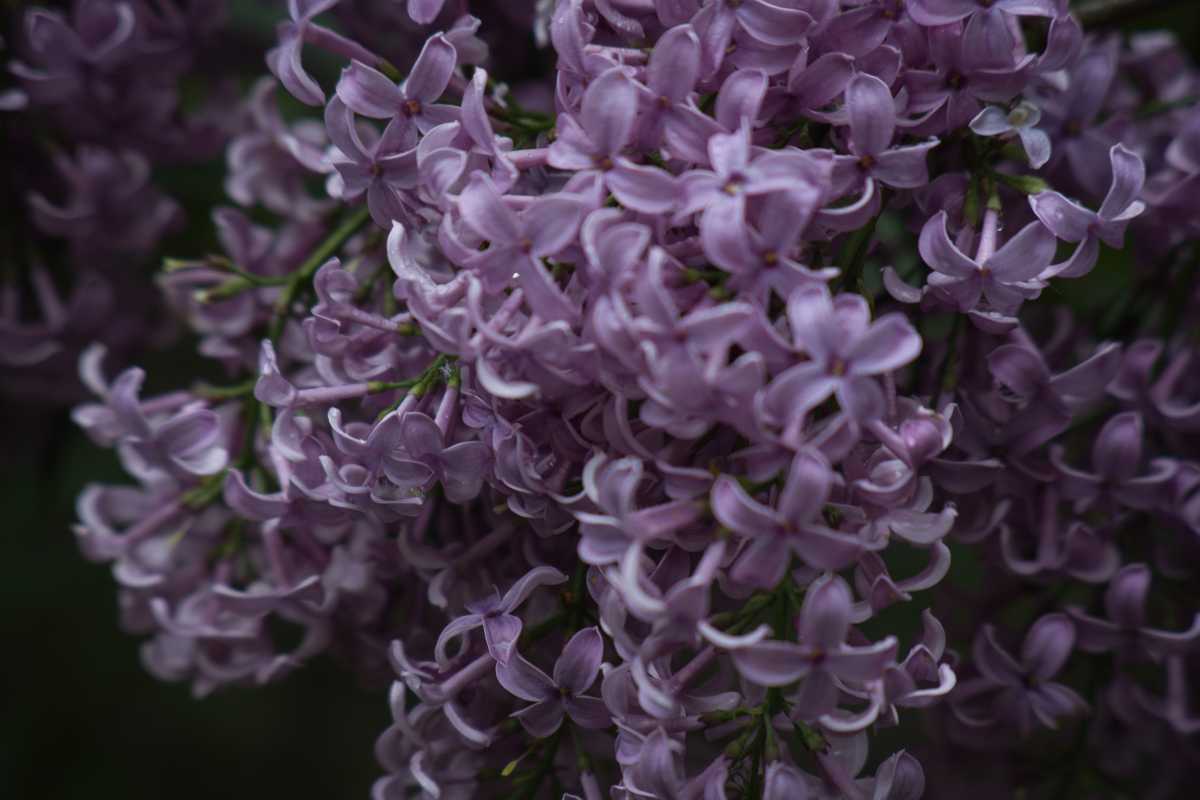 A flower